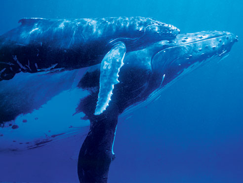 A Life Among Whales - humpback image