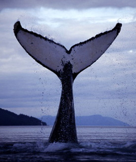 A life Among Whales - whale fluke /></p>
      <p align=