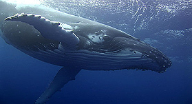 A life Among Whales image