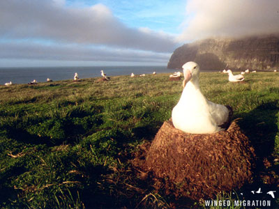 Winged Migration albatross