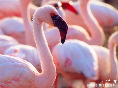 Winged Migration flamingo